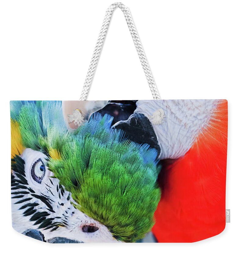 Free Flight Weekender Tote Bag featuring the photograph Macaw Lovers by Kyle Hanson
