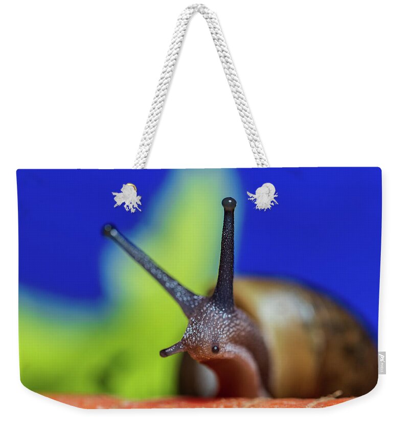 Animals Weekender Tote Bag featuring the photograph Macro Photography - Snail by Amelia Pearn