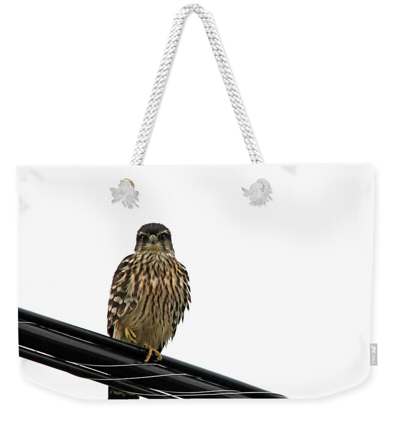 Merlin Weekender Tote Bag featuring the photograph Magical Merlin by Debbie Oppermann