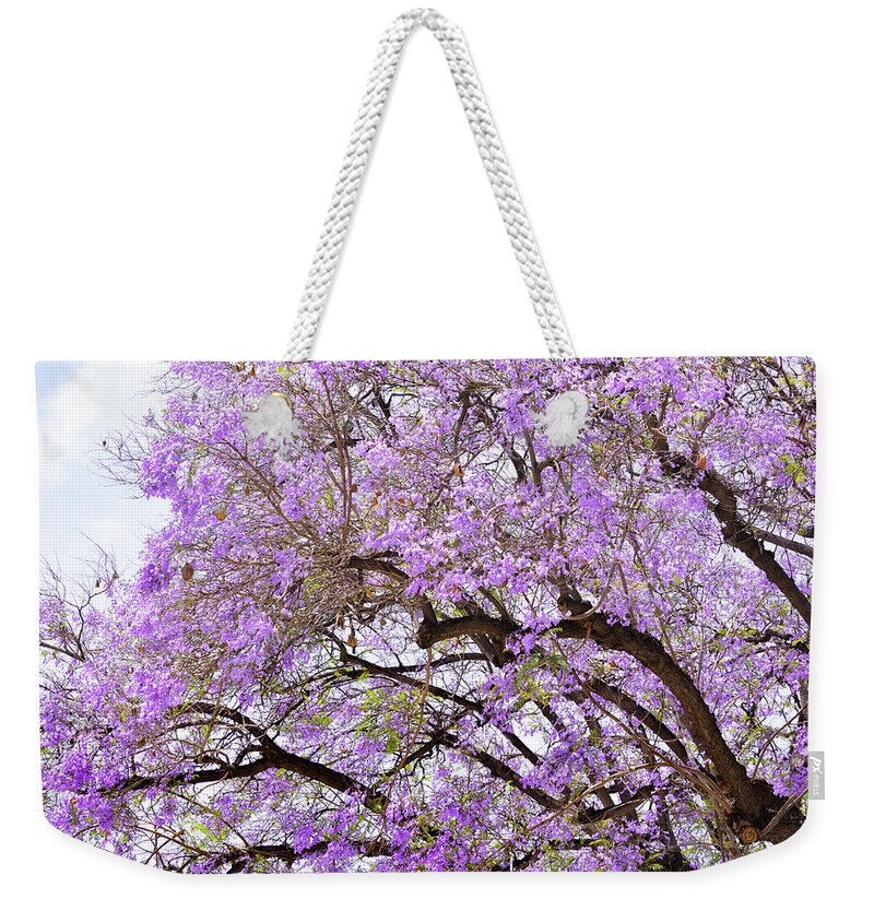 Jacaranda Weekender Tote Bag featuring the photograph Magnificent Floral Branches of Jacaranda Trees by Brian Tada
