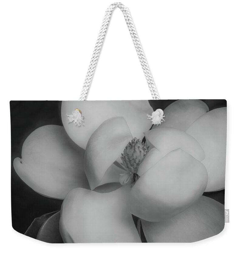 Magnolia Weekender Tote Bag featuring the photograph Magnolia Blossom 5 by Connie Carr