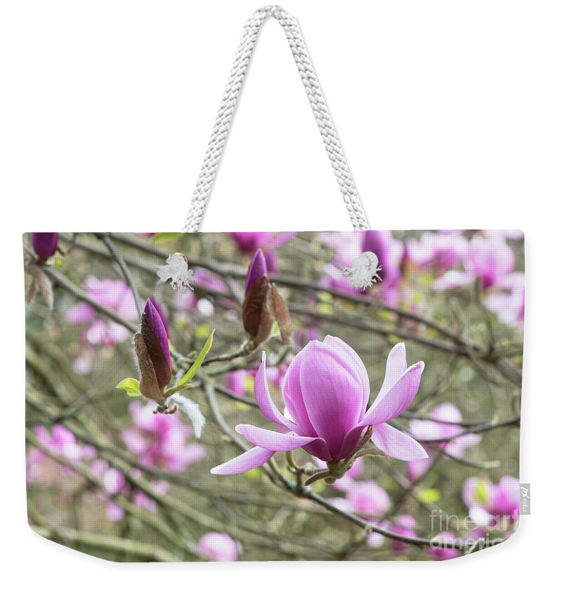 Magnolia Eleanor May Weekender Tote Bag featuring the photograph Magnolia Eleanor May Tree Flower in Spring by Tim Gainey