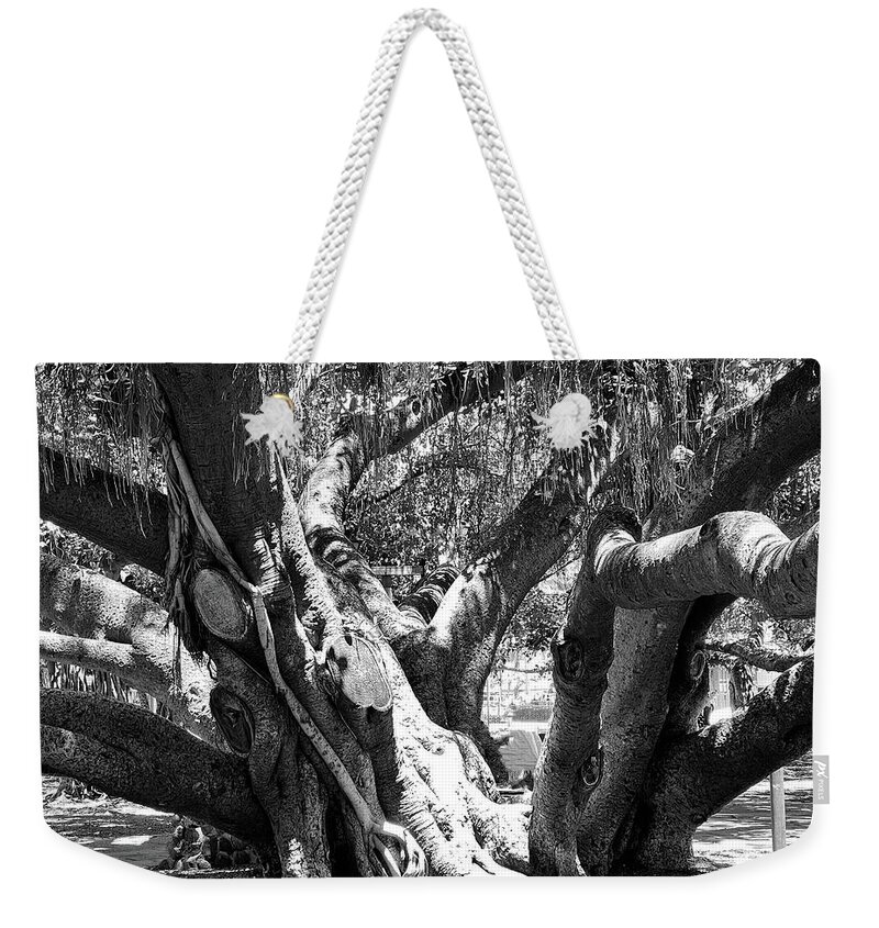 Photograph B&w Tree Banyan Weekender Tote Bag featuring the photograph Main Trunk Banyan Tree by Beverly Read