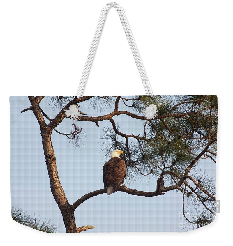 Bald Eagle Weekender Tote Bag featuring the photograph Majestic Eagle by Jayne Carney