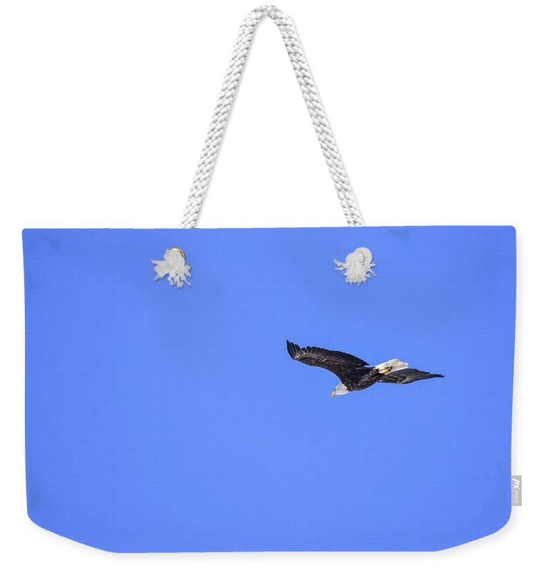 Bird Weekender Tote Bag featuring the photograph Majestic flight by Ed Stokes