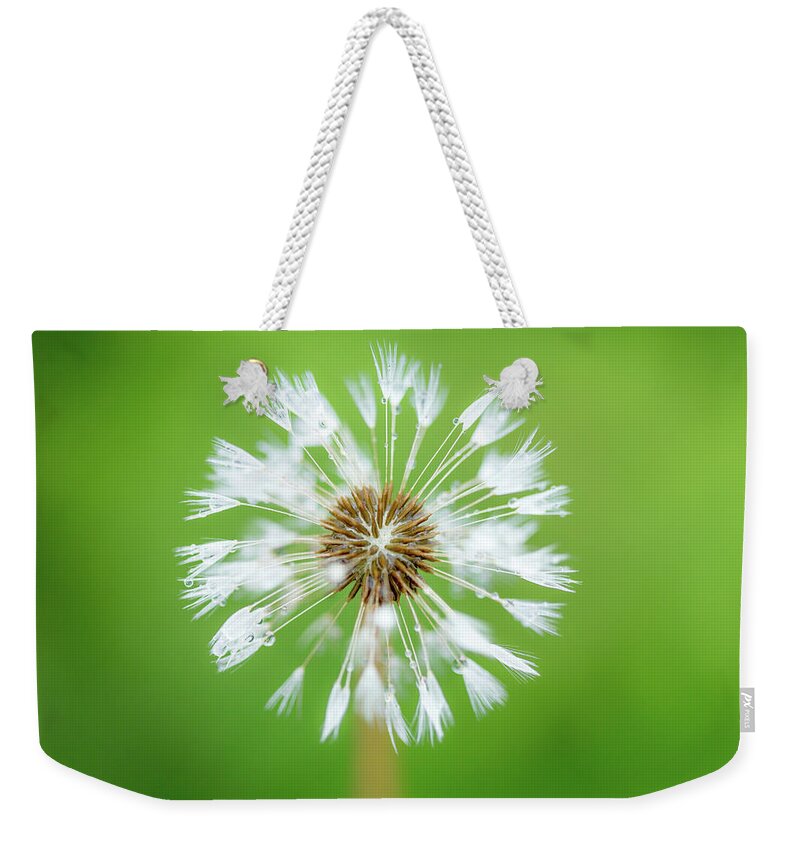 Abstract Weekender Tote Bag featuring the photograph Make A Wish - on Green by Anita Nicholson