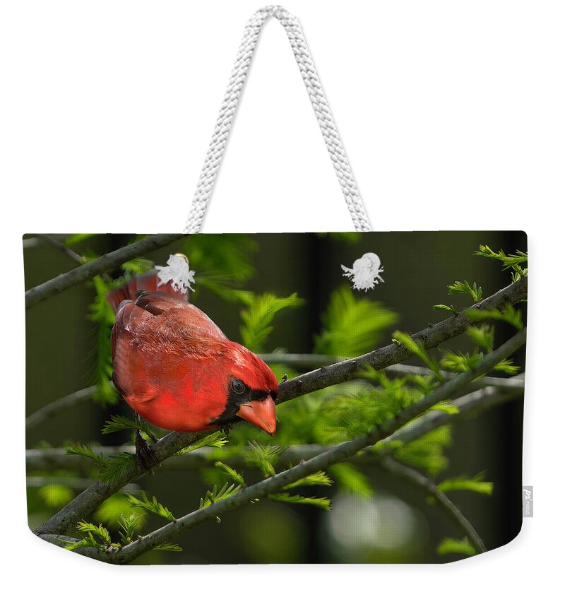 Birds Weekender Tote Bag featuring the photograph Male Cardinal by Larry Marshall