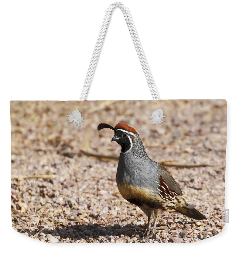 Quail Weekender Tote Bag featuring the photograph Male Gambel's Quail by Susan Rissi Tregoning