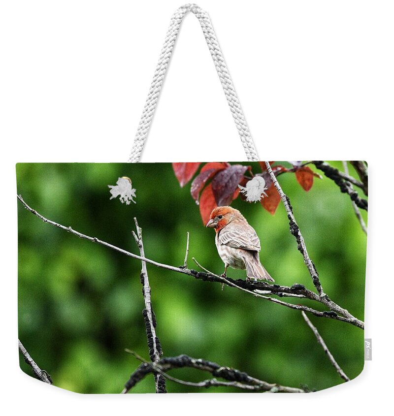 House Finch Weekender Tote Bag featuring the photograph Male House Finch in Tree by Evan Foster