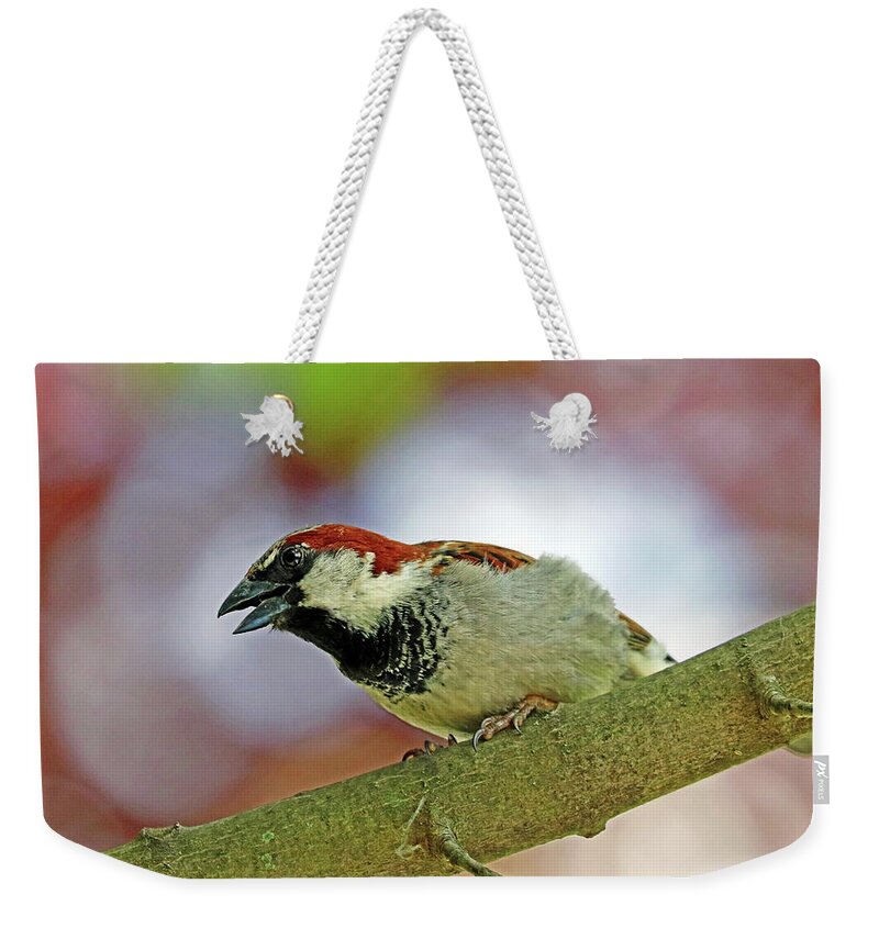 Sparrow Weekender Tote Bag featuring the photograph Male House Sparrow In Cranky Mode by Debbie Oppermann