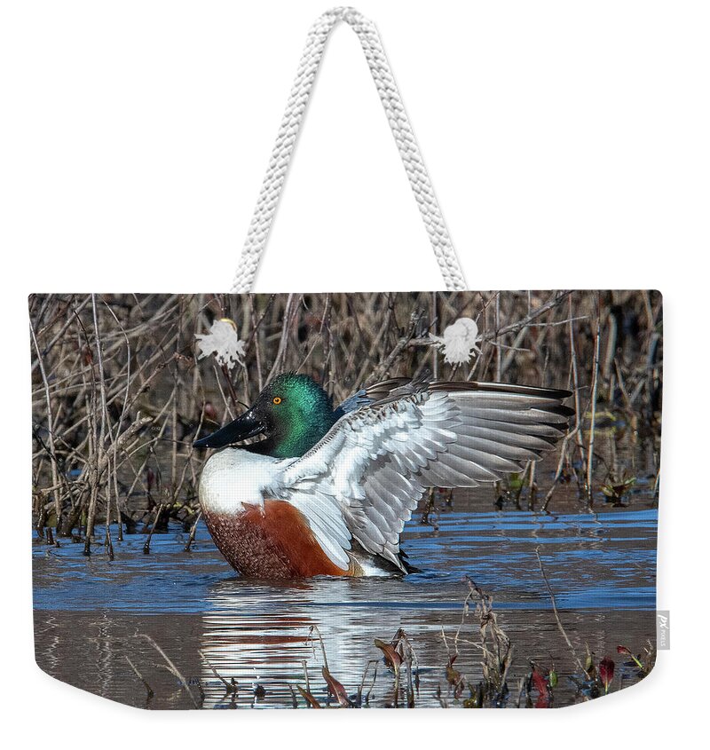 Nature Weekender Tote Bag featuring the photograph Male Northern Shoveler Drying off after Bathing DWF0236 by Gerry Gantt