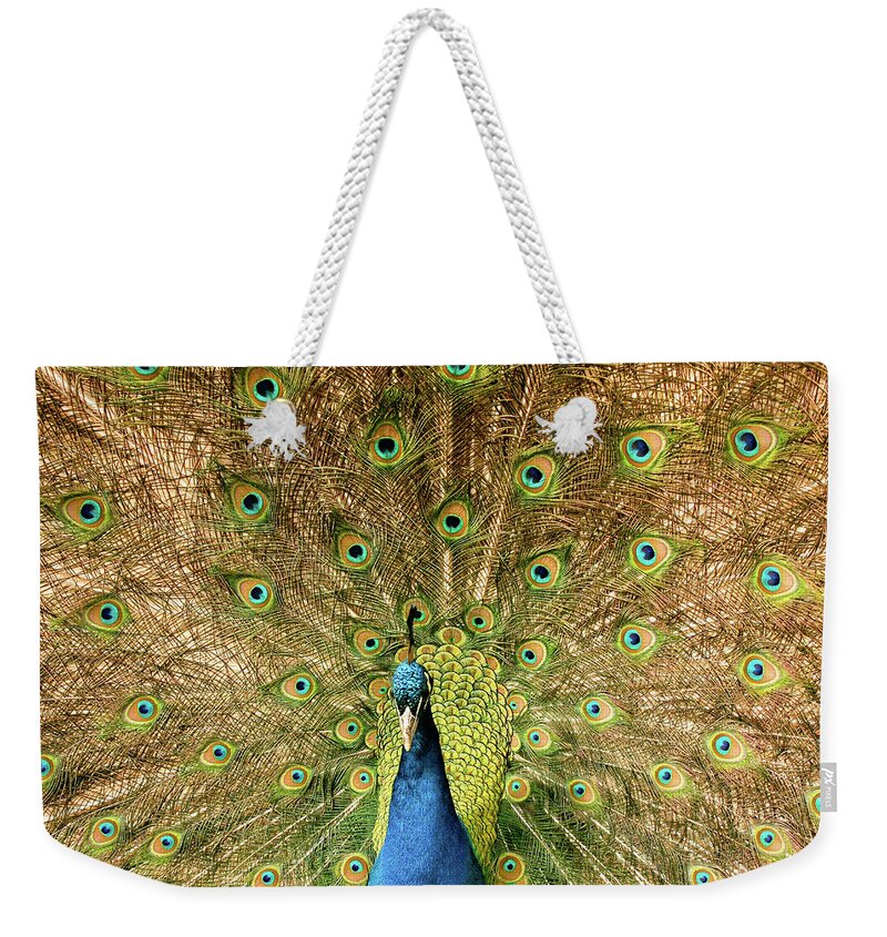 Male Peacock Colorful Weekender Tote Bag featuring the photograph Male Peacock by David Morehead