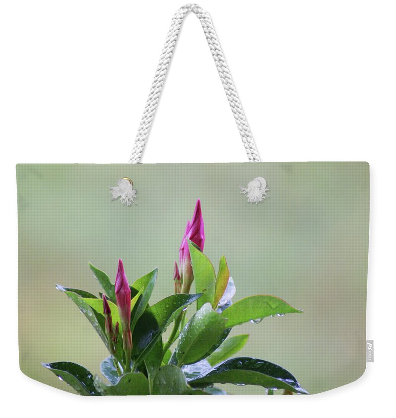  Weekender Tote Bag featuring the photograph Mandevilla Drops by Heather E Harman