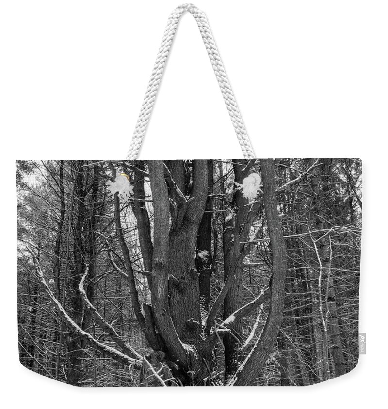 Mangled Fir Tree In Simcoe Forest Weekender Tote Bag featuring the photograph Mangled Tree by James Canning