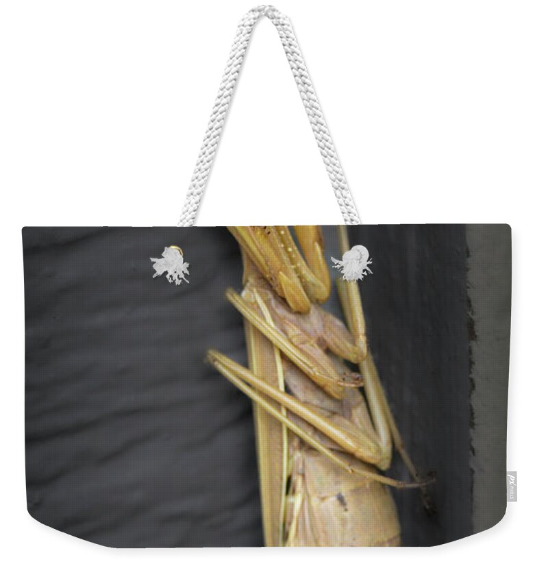 Boise Idaho Weekender Tote Bag featuring the photograph Mantis by Mark Mille