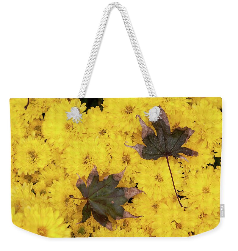 Autumn Weekender Tote Bag featuring the photograph Maple Leaves on Chrysanthemum by William Kuta