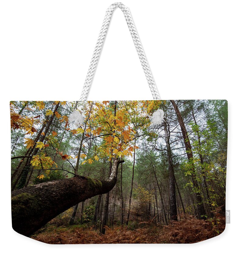 Autumn Weekender Tote Bag featuring the photograph Maple tree with yellow leaves in autumn in a forest . Troodos Cyprus by Michalakis Ppalis