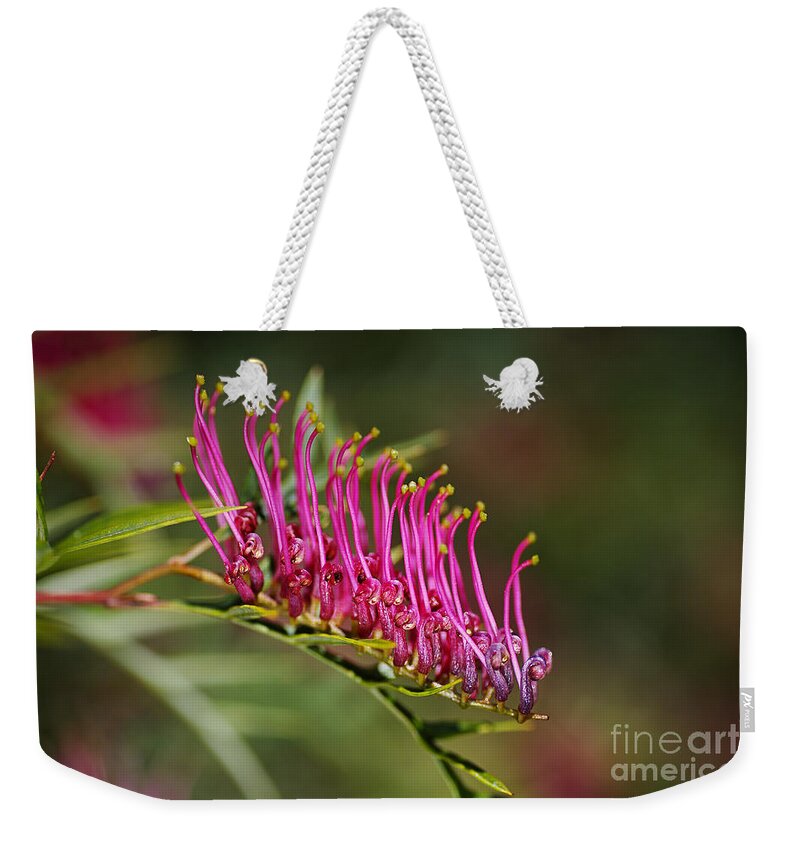 Grevillea Towera Poorinda Anticipation Weekender Tote Bag featuring the photograph Marching On Pink Grevillea Flower by Joy Watson