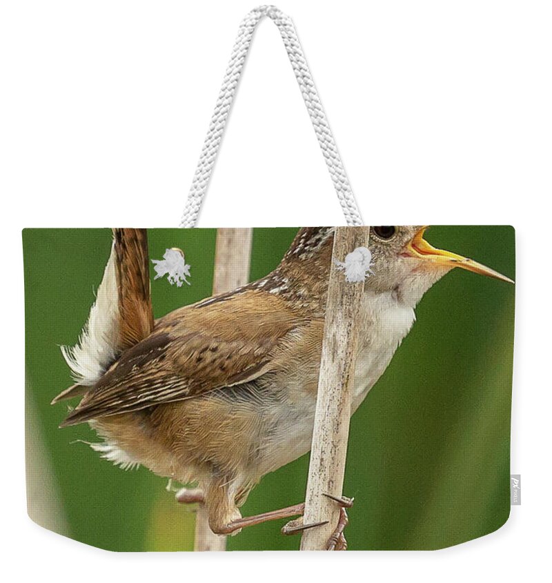 Birds Weekender Tote Bag featuring the photograph Marsh Wren by David Lee