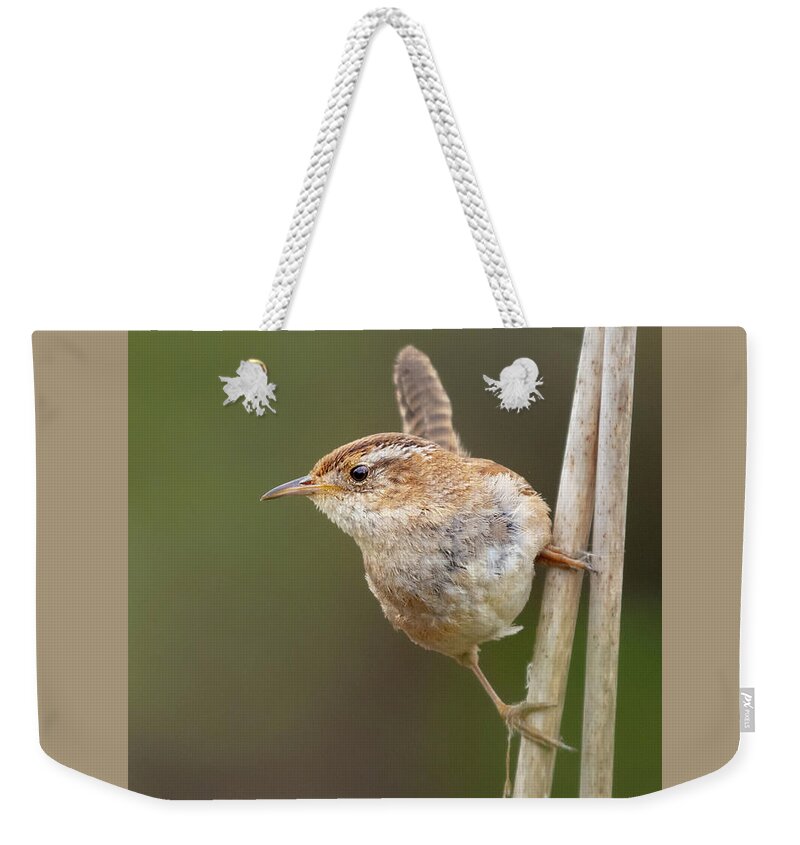 Cattail Weekender Tote Bag featuring the photograph Marsh Wren Perches on Reeds #3 by Nancy Gleason