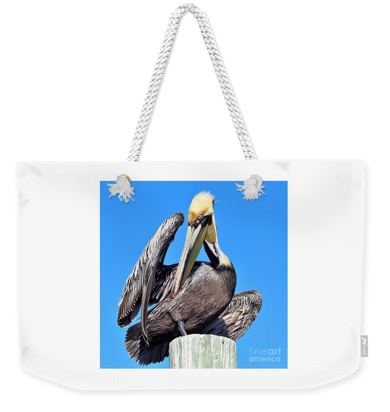 Pelican Weekender Tote Bag featuring the photograph Brown pelican sunning and preening by Joanne Carey