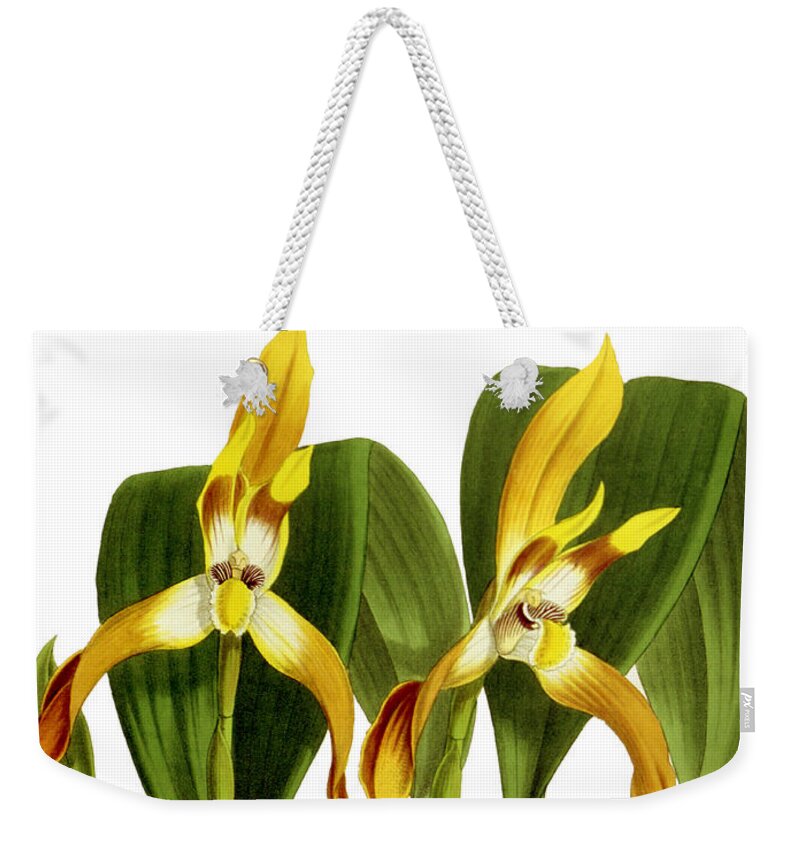 Maxillaria Weekender Tote Bag featuring the mixed media Maxillaria Luteo Alba Orchid by World Art Collective