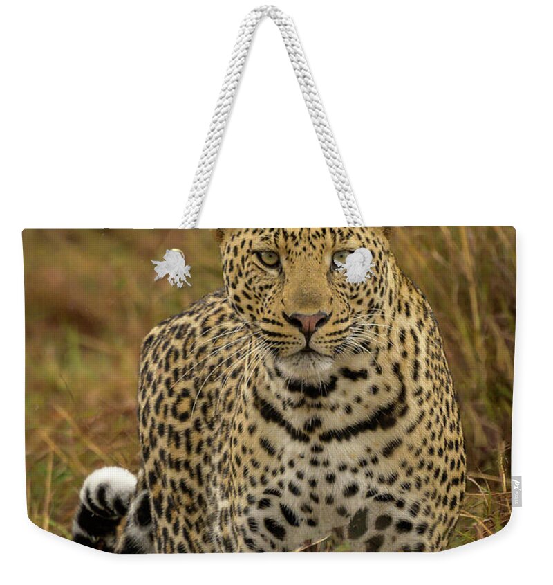 Africa Weekender Tote Bag featuring the photograph Meow by Laura Hedien