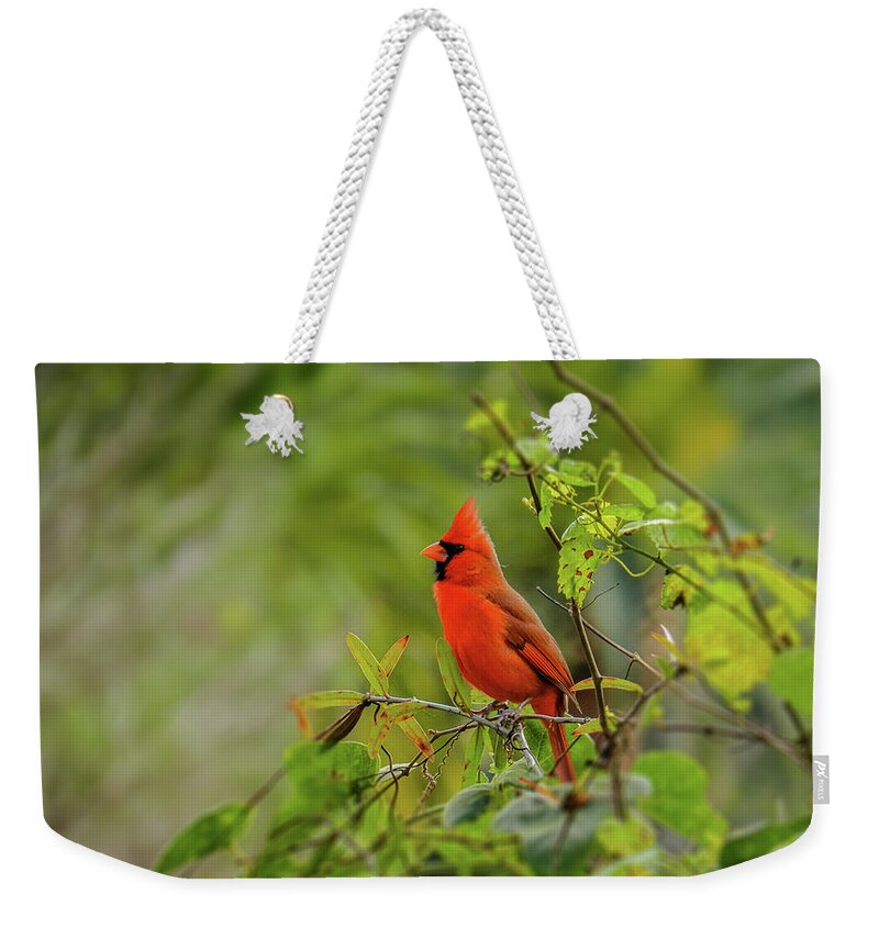 Northern Cardinal Weekender Tote Bag featuring the photograph Messenger of Love by Laura Putman