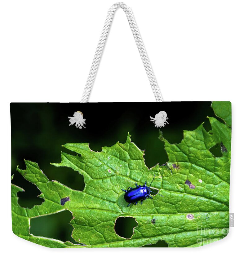 Agriculture Weekender Tote Bag featuring the photograph Metallic Blue Leaf Beetle On Green Leaf With Holes by Andreas Berthold