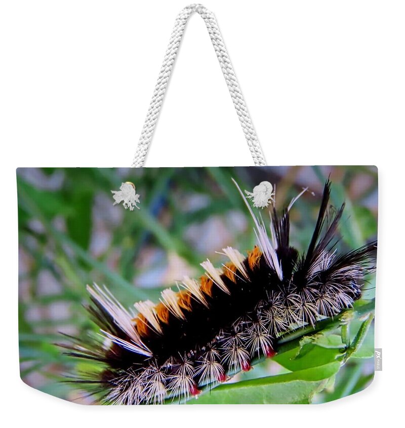 Affordable Weekender Tote Bag featuring the photograph Milkweed Tussock Moth Caterpillar by Judy Kennedy