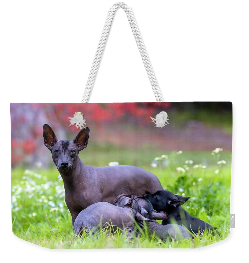 Xoloitzcuintli Weekender Tote Bag featuring the photograph Miniature Xoloitzcuintle with Puppies by Diana Andersen