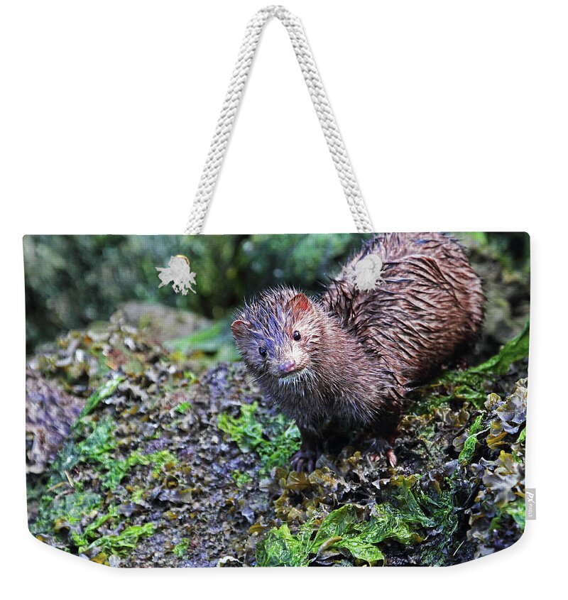 Mink Weekender Tote Bag featuring the photograph Mink Closeup by Peggy Collins