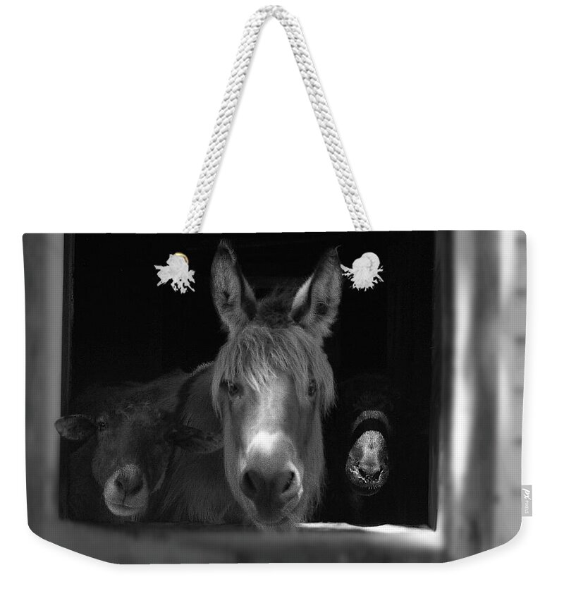 Molly Weekender Tote Bag featuring the photograph Molly and Friends by Wayne King