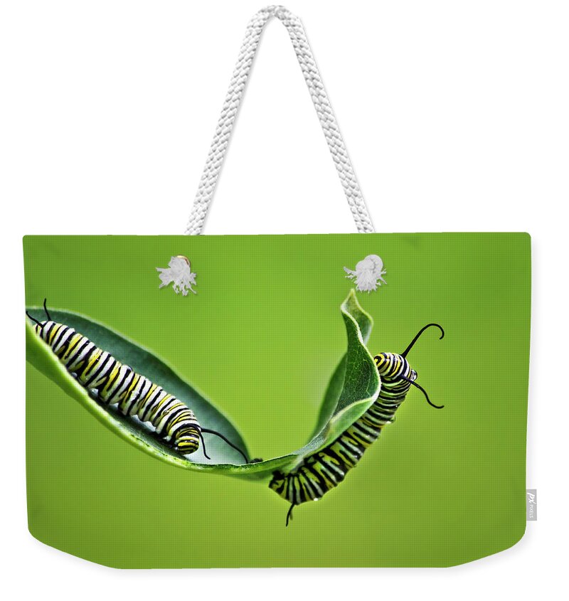 Monarch Caterpillar Weekender Tote Bag featuring the photograph Monarch Caterpillars by Christina Rollo
