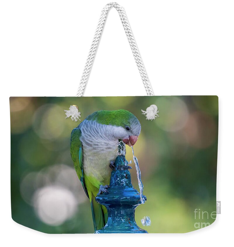 Branch Weekender Tote Bag featuring the photograph Monk Parakeet Driking Water from Iron Fountain Blurred Background Cadiz by Pablo Avanzini