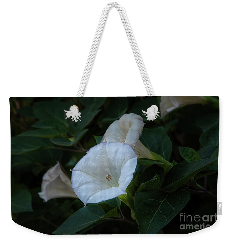 Botanic Gardens Weekender Tote Bag featuring the photograph Moonlight Flower by Marilyn Cornwell