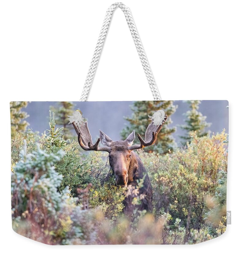 Moose Weekender Tote Bag featuring the photograph Moose Bull Grazing in the Early Morning Light v2 by Tony Hake