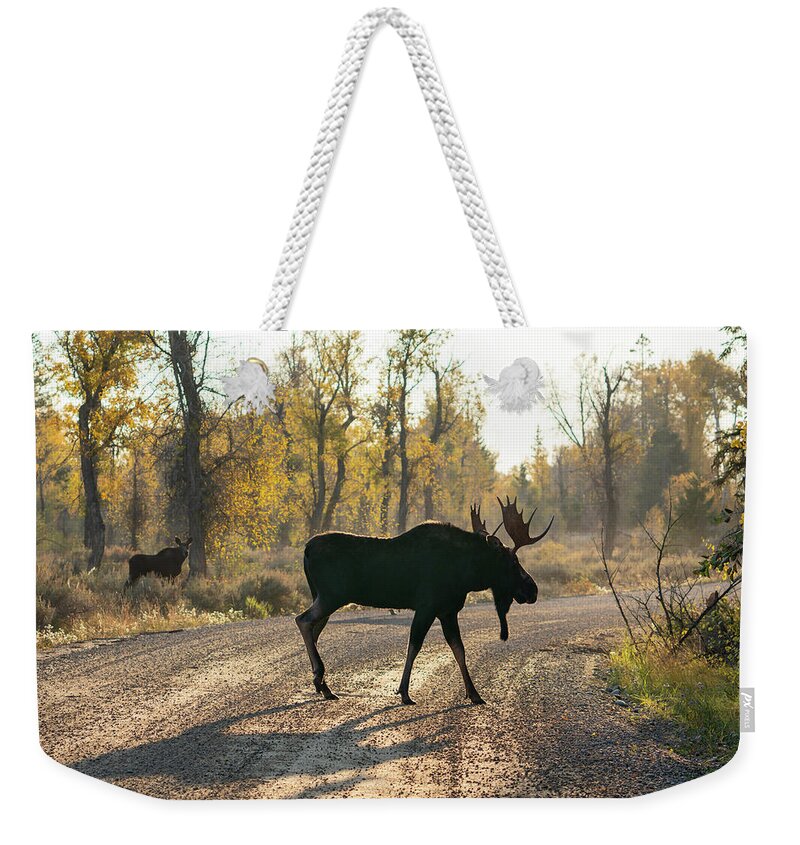 Moose Weekender Tote Bag featuring the photograph Moose in the Road by Wesley Aston