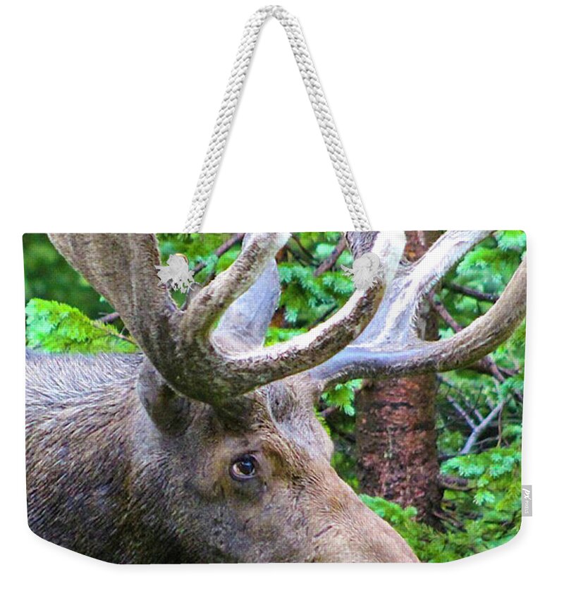 Moose Weekender Tote Bag featuring the photograph Moose on the Loose by Shirley Dutchkowski