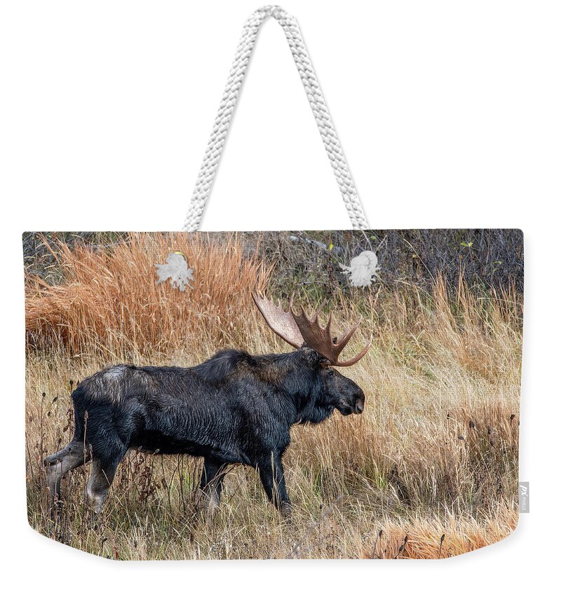 Wyoming Weekender Tote Bag featuring the photograph Moose on the Move, Grand Teton National Park by Marcy Wielfaert