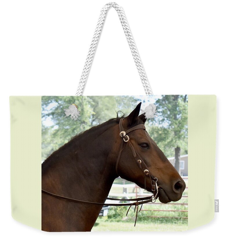 Horse Weekender Tote Bag featuring the photograph Morgan Horse Portrait by Linda Brittain
