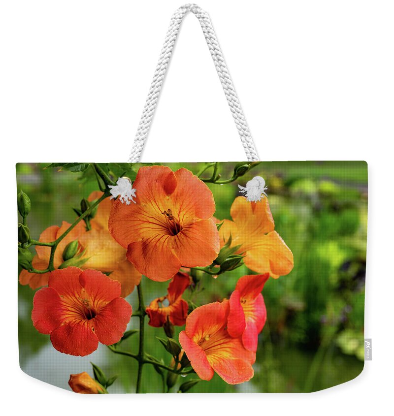 Campsis Grandiflora 'morning Calm' Weekender Tote Bag featuring the photograph Morning Calm by Kevin Suttlehan