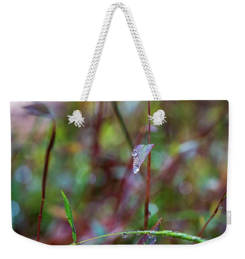 Water Drops Weekender Tote Bag featuring the photograph Morning Dew on Grass by Amelia Pearn