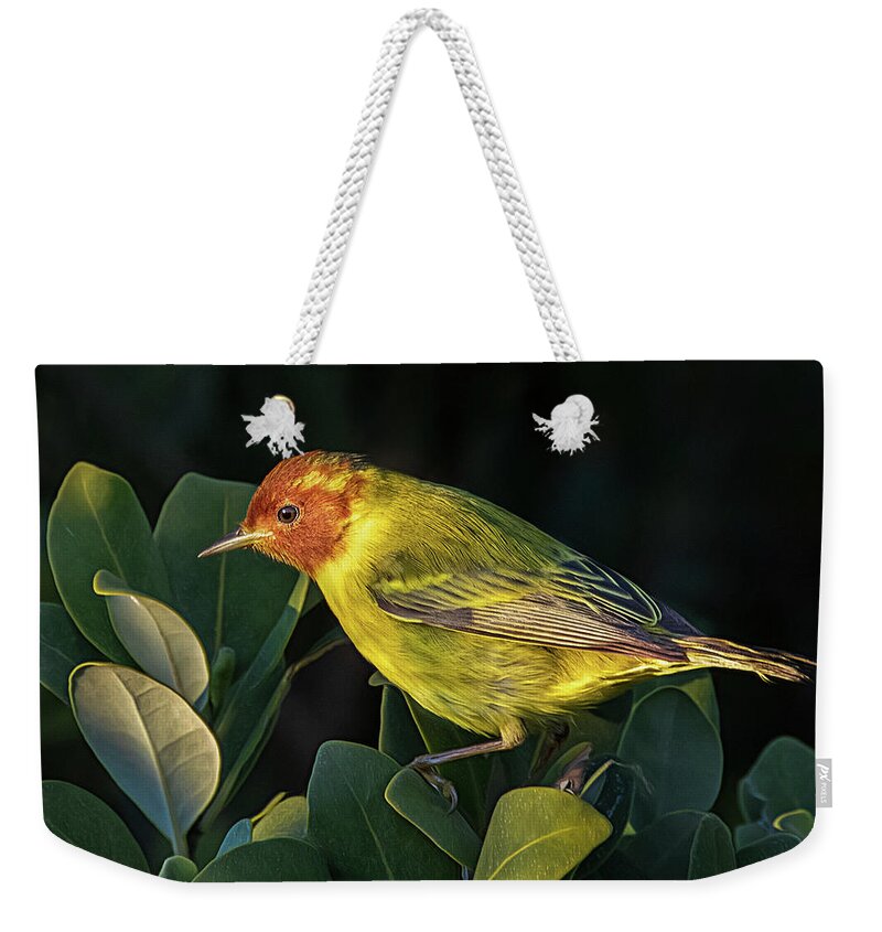 Rare Bird Weekender Tote Bag featuring the photograph Morning Mangrove Warbler by Jaki Miller