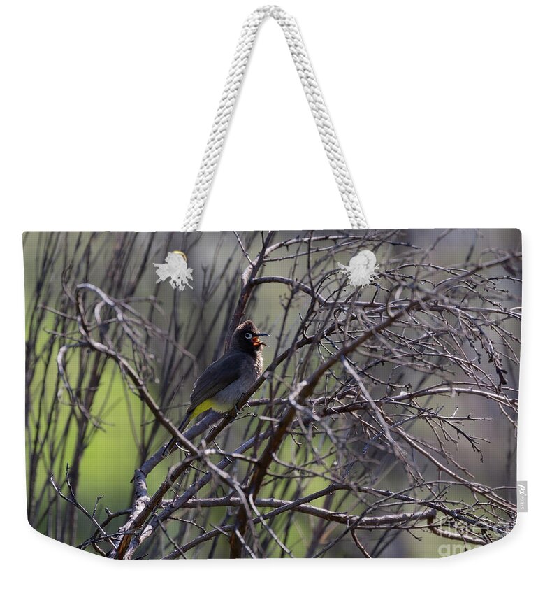 Cape Bulbul Weekender Tote Bag featuring the photograph Morning Song by Eva Lechner