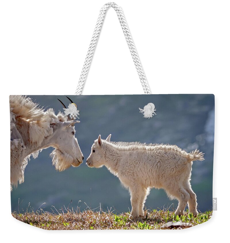 Mountain Goats Weekender Tote Bag featuring the photograph Mother Child Reunion by Jack Bell