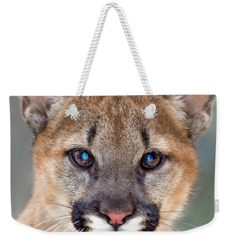 North America Weekender Tote Bag featuring the photograph Mountain Lion Felis Concolor Captive Wildlife Rescue by Dave Welling