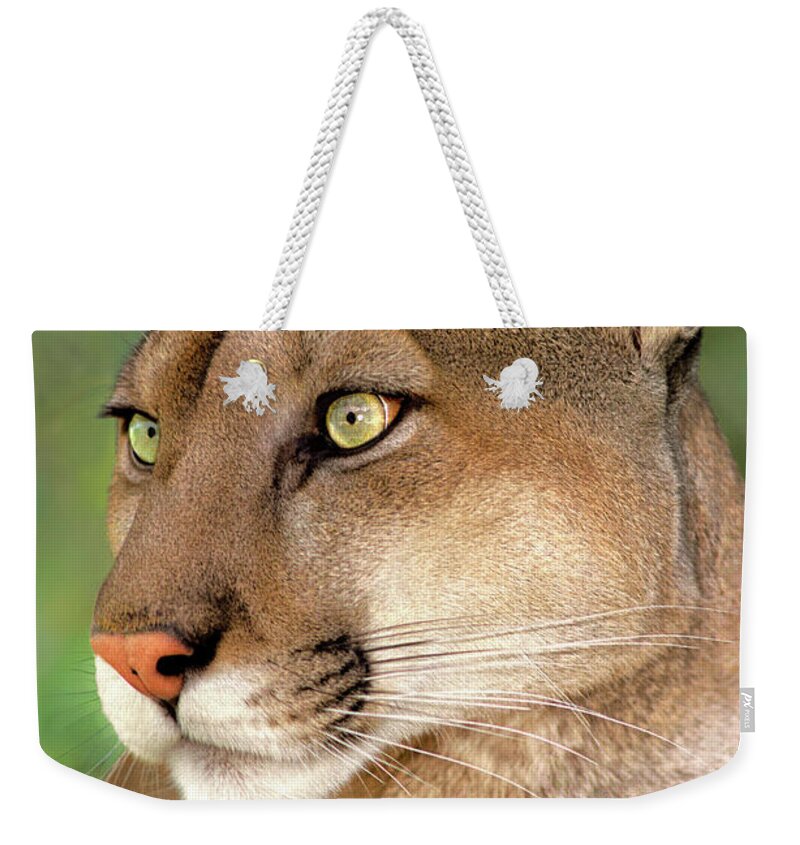 Mountain Lion Weekender Tote Bag featuring the photograph Mountain Lion Portrait Wildlife Rescue by Dave Welling