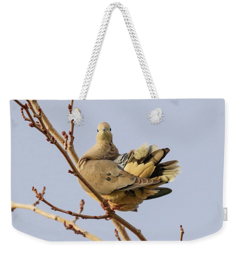 Birding Weekender Tote Bag featuring the photograph Mourning Dove Portrait by Tahmina Watson