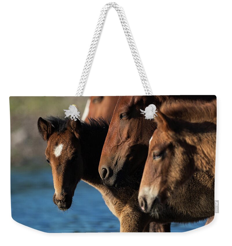 Salt River Wild Horses Weekender Tote Bag featuring the photograph Moving Forward by Shannon Hastings